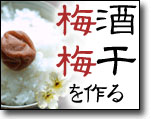梅もぎとり体験