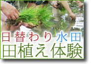 日替わり田植え