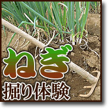 ねぎ掘り体験